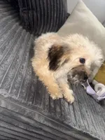 Tanner, a male Poodle - Toy  for sale in Canton, OH – Photo 6 of 9