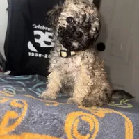 Tanner, a male Poodle - Toy  for sale in Canton, OH – Photo 7 of 9