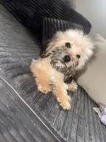 Tanner, a male Poodle - Toy  for sale in Canton, OH – Photo 4 of 9