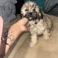 Tanner, a male Poodle - Toy  for sale in Canton, OH – Photo 8 of 9