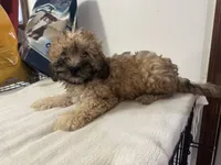 Gambit, a male Poodle - Toy  for sale in Canton, OH – 6 of 7