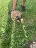 Gambit, a male Poodle - Toy  for sale in Canton, OH – 2 of 6