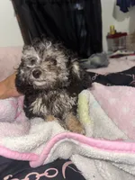 pickles, a male Poodle - Toy  for sale in Canton, OH – 2 of 4