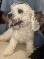 biscuit, a male Poodle - Toy  for sale in Canton, OH – Photo 3 of 3