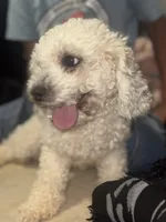 biscuit, a male Poodle - Toy  for sale in Canton, OH – Photo 2 of 3