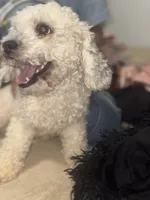 biscuit, a male Poodle - Toy  for sale in Canton, OH – Photo 1 of 3