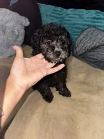 onyx, a male Poodle - Toy  for sale in Canton, OH – Photo 2 of 4