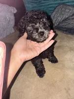 onyx, a male Poodle - Toy  for sale in Canton, OH – Photo 1 of 4