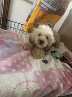 Tanner, a male Poodle - Toy  for sale in Canton, OH – 4 of 6