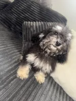 izzy, a female Poodle - Toy  for sale in Canton, OH – Photo 3 of 5