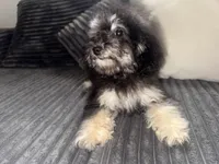 izzy, a female Poodle - Toy  for sale in Canton, OH – Photo 4 of 5