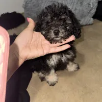 izzy, a female Poodle - Toy  for sale in Canton, OH – Photo 5 of 5