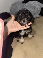 izzy, a female Poodle - Toy  for sale in Canton, OH – Photo 3 of 4