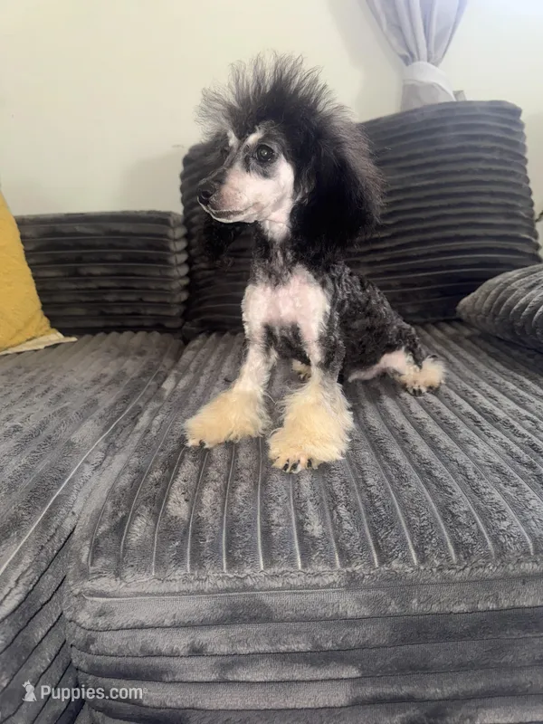 izzy – Poodle - Toy  puppy for sale in Canton, OH