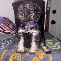izzy, a female Poodle - Toy  for sale in Canton, OH – Photo 2 of 5