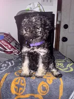 izzy, a female Poodle - Toy  for sale in Canton, OH – Photo 2 of 4