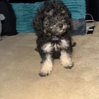 izzy, a female Poodle - Toy  for sale in Canton, OH – Photo 1 of 5