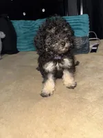 izzy, a female Poodle - Toy  for sale in Canton, OH – Photo 1 of 4