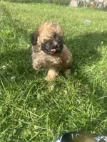 Gambit, a male Poodle - Toy  for sale in Canton, OH – 3 of 6