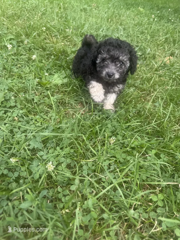 pickles – Poodle - Toy  puppy for sale in Canton, OH