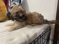 Gambit, a male Poodle - Toy  for sale in Canton, OH – 7 of 7