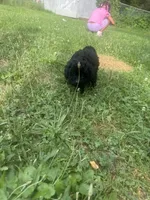 Twilight, a female Poodle - Toy  for sale in Canton, OH – 2 of 3