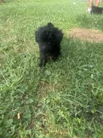 Twilight, a female Poodle - Toy  for sale in Canton, OH – 3 of 3