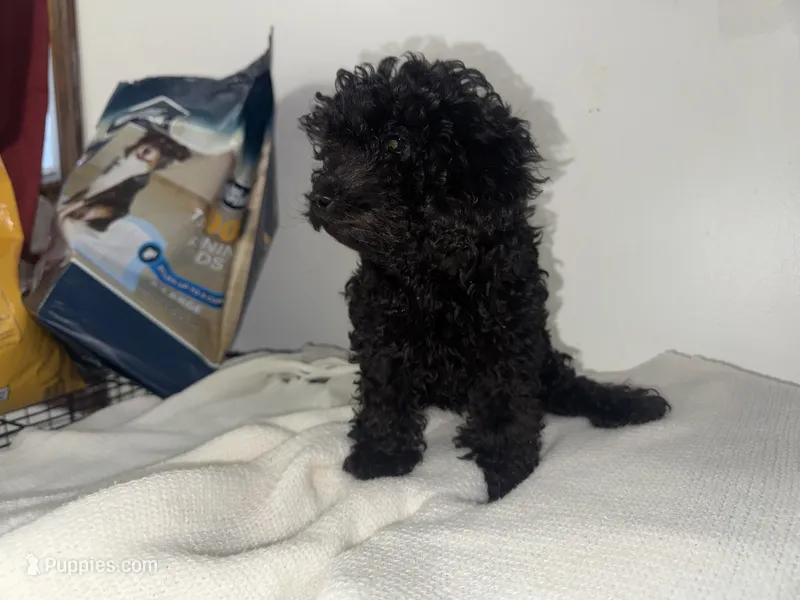 Twilight – Poodle - Toy  puppy for sale in Canton, OH