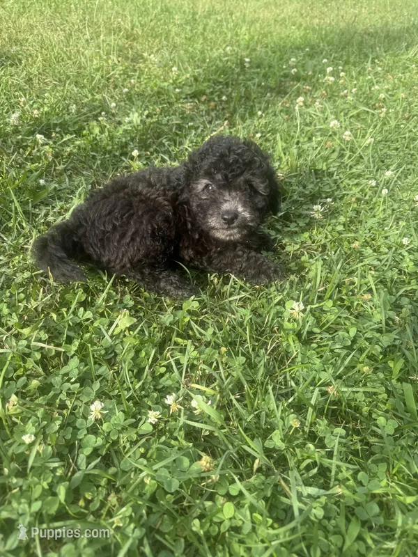 dior – Poodle - Toy  puppy for sale in Canton, OH