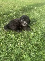 dior, a male Poodle - Toy  for sale in Canton, OH – 1 of 1