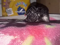 Treasure, a female Poodle - Toy  for sale in Canton, OH – 4 of 4