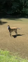 Rip , a male Belgian Malinois for sale in Hopewell Junction, NY – 2 of 5