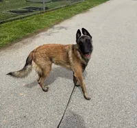 Rip , a male Belgian Malinois for sale in Hopewell Junction, NY – 5 of 5