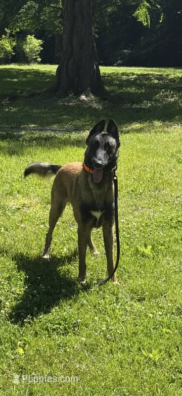 Rip  – Belgian Malinois puppy for sale in Hopewell Junction, NY