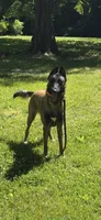 Rip , a male Belgian Malinois for sale in Hopewell Junction, NY – 1 of 5