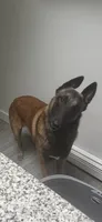 Rip , a male Belgian Malinois for sale in Hopewell Junction, NY – 3 of 5