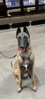 Rip , a male Belgian Malinois for sale in Hopewell Junction, NY – 4 of 5