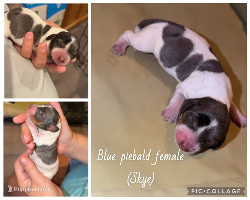 Skye – Miniature Dachshund puppy for sale in Mondovi, WI