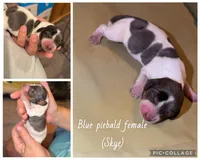 Skye, a female Miniature Dachshund for sale in Mondovi, WI – 1 of 1