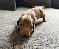 Dottie , a female Miniature Dachshund for sale in Mondovi, WI – 3 of 4