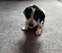 Bandit, a male Miniature Dachshund for sale in Mondovi, WI – 5 of 7