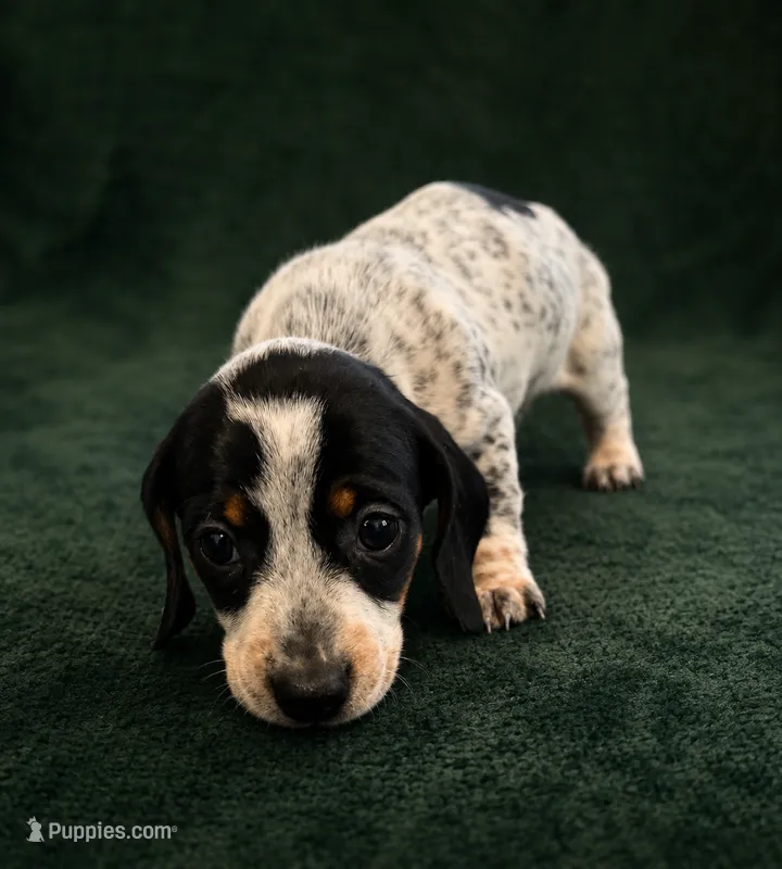 Bandit – Miniature Dachshund puppy for sale in Mondovi, WI
