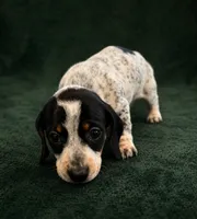 Bandit, a male Miniature Dachshund for sale in Mondovi, WI – 1 of 7