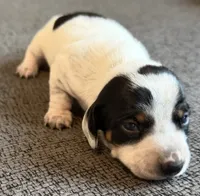 Bandit, a male Miniature Dachshund for sale in Mondovi, WI – 3 of 7