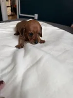 Autumn , a female Miniature Dachshund for sale in Mondovi, WI – Photo 2 of 4