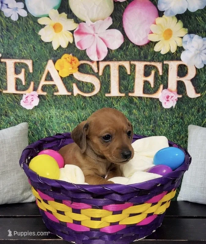 Autumn  – Miniature Dachshund puppy for sale in Mondovi, WI