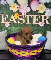 Autumn , a female Miniature Dachshund for sale in Mondovi, WI – Photo 1 of 4
