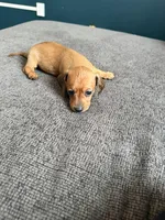 Autumn , a female Miniature Dachshund for sale in Mondovi, WI – Photo 3 of 4