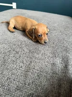 Autumn , a female Miniature Dachshund for sale in Mondovi, WI – Photo 4 of 4