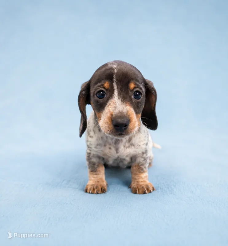 Skye – Miniature Dachshund puppy for sale in Mondovi, WI